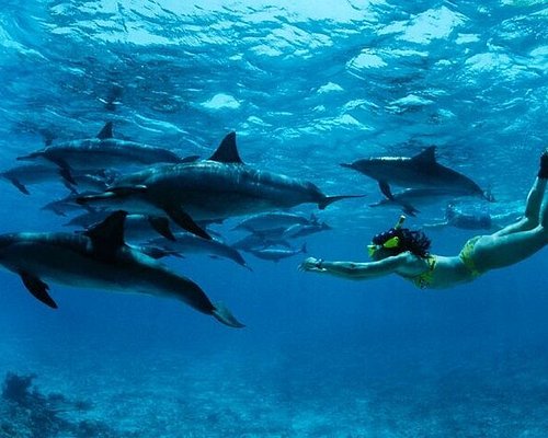 Snorkel with dolphins