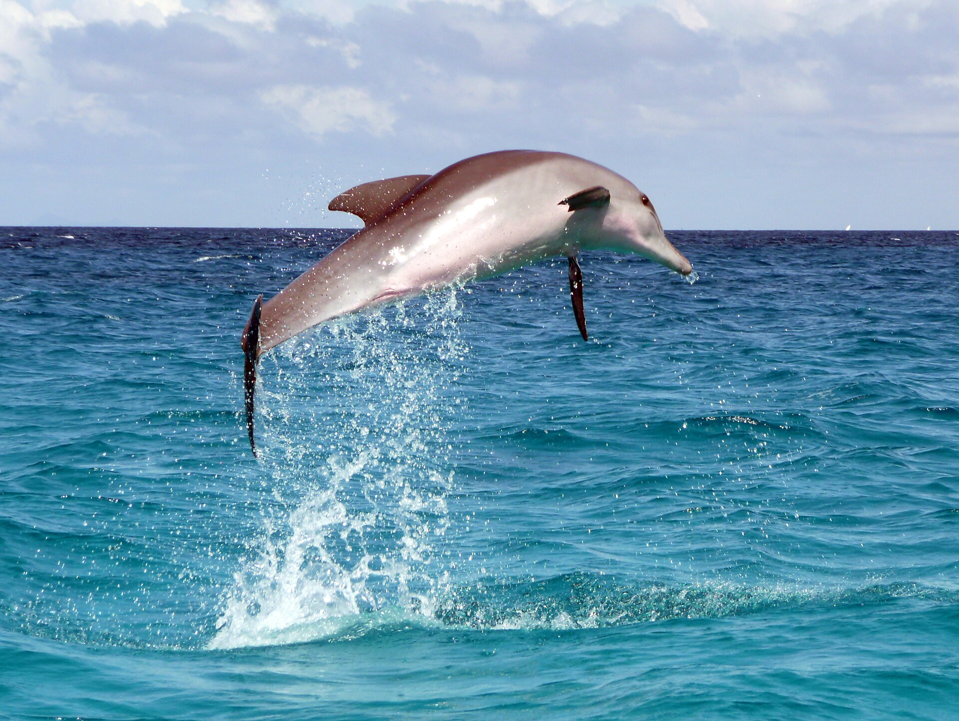 Dolphin leaping off Zanzibar