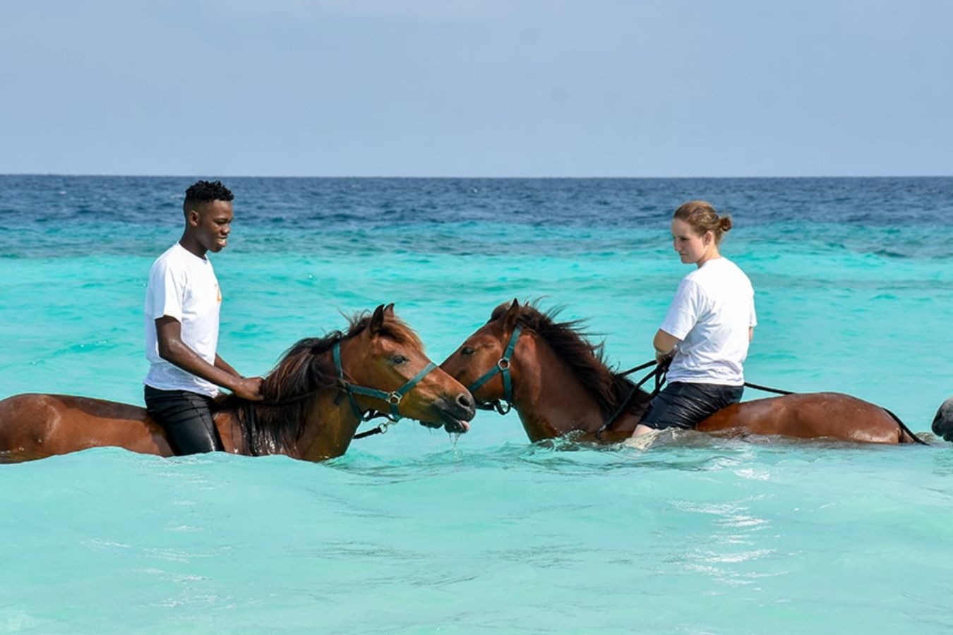 Horses in the shallows