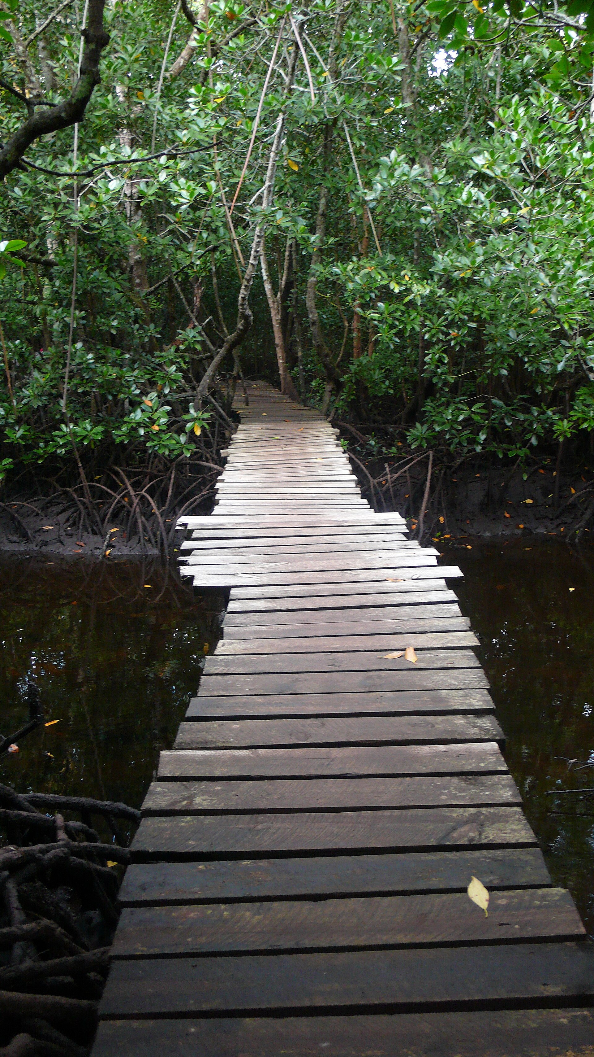 Jozani mangrove boardwalk